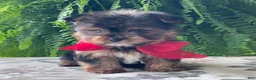 Yorkshire Terrier dogs for sale: Fido - Ad 6