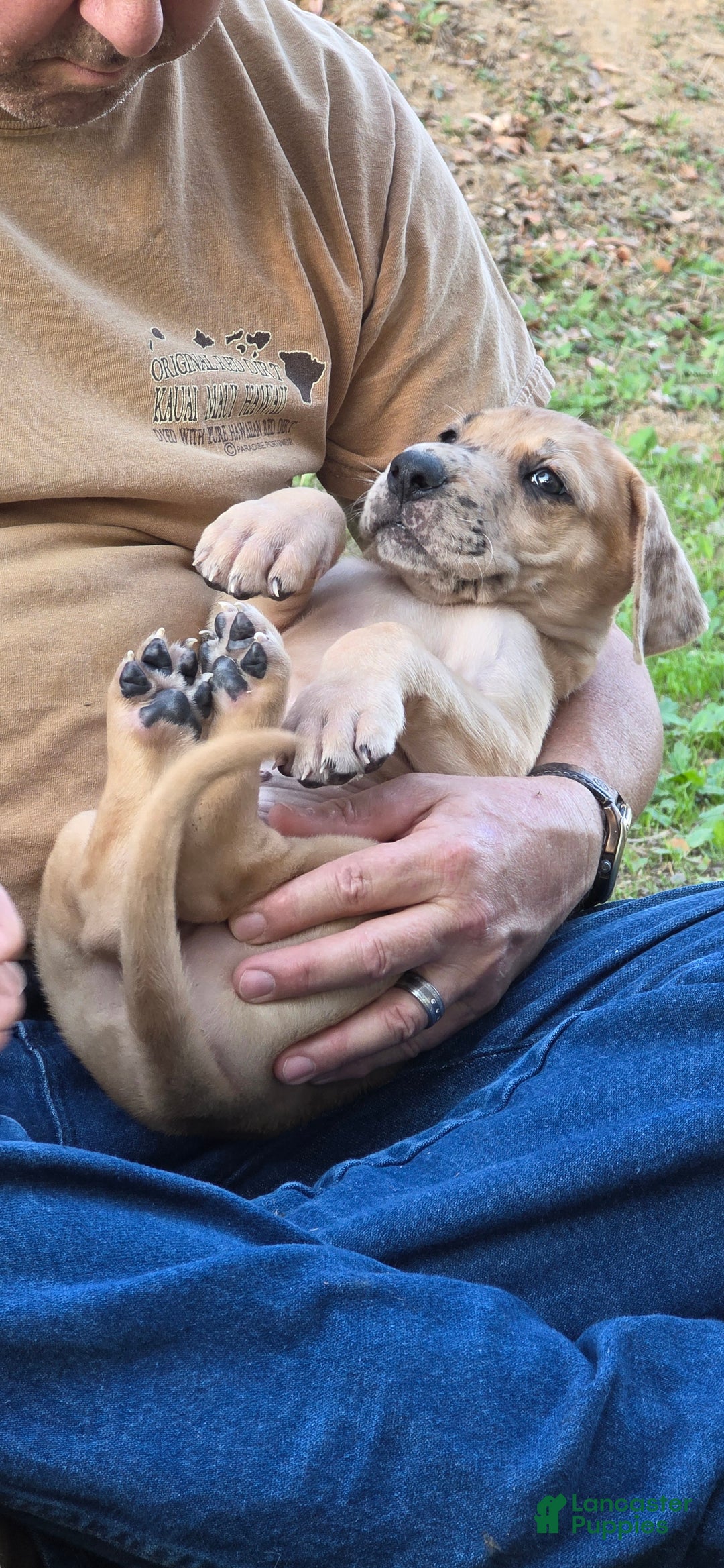 Great Dane dogs for sale: Taj - Ad 11