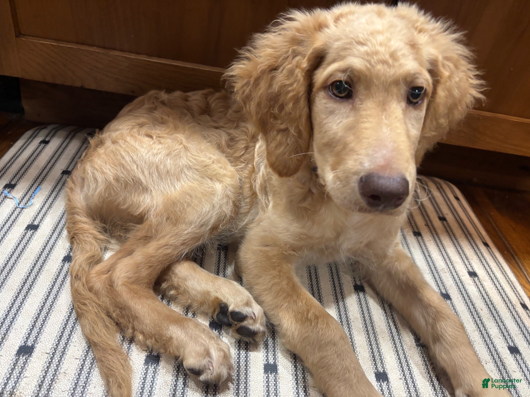 Goldendoodle dogs Archey - Ad 36