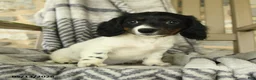 Miniature Dachshund dogs for sale: Oakley - Ad 2