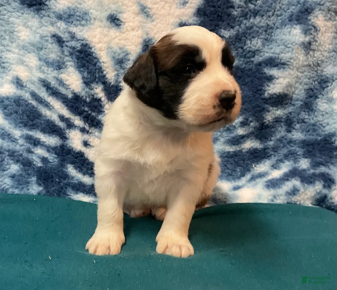 Saint Bernard dogs for sale: Saint Bernard Puppy 1 - Ad 2