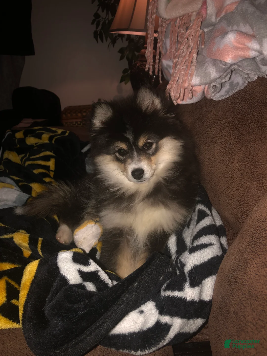 Pomeranian dogs for sale: Pomeranian Pomski - Ad 2