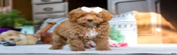 Miniature Poodle dogs for sale: Lorene - Ad 7