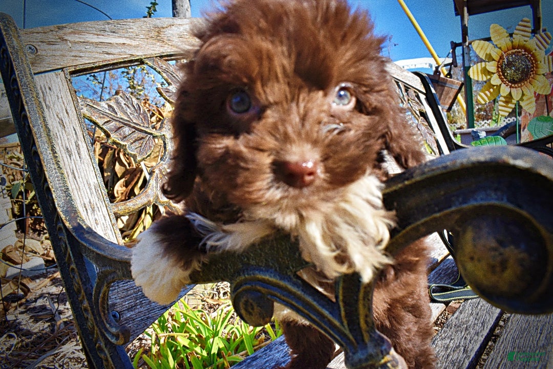 Havapoo dogs for sale: Ozzie - Ad 6