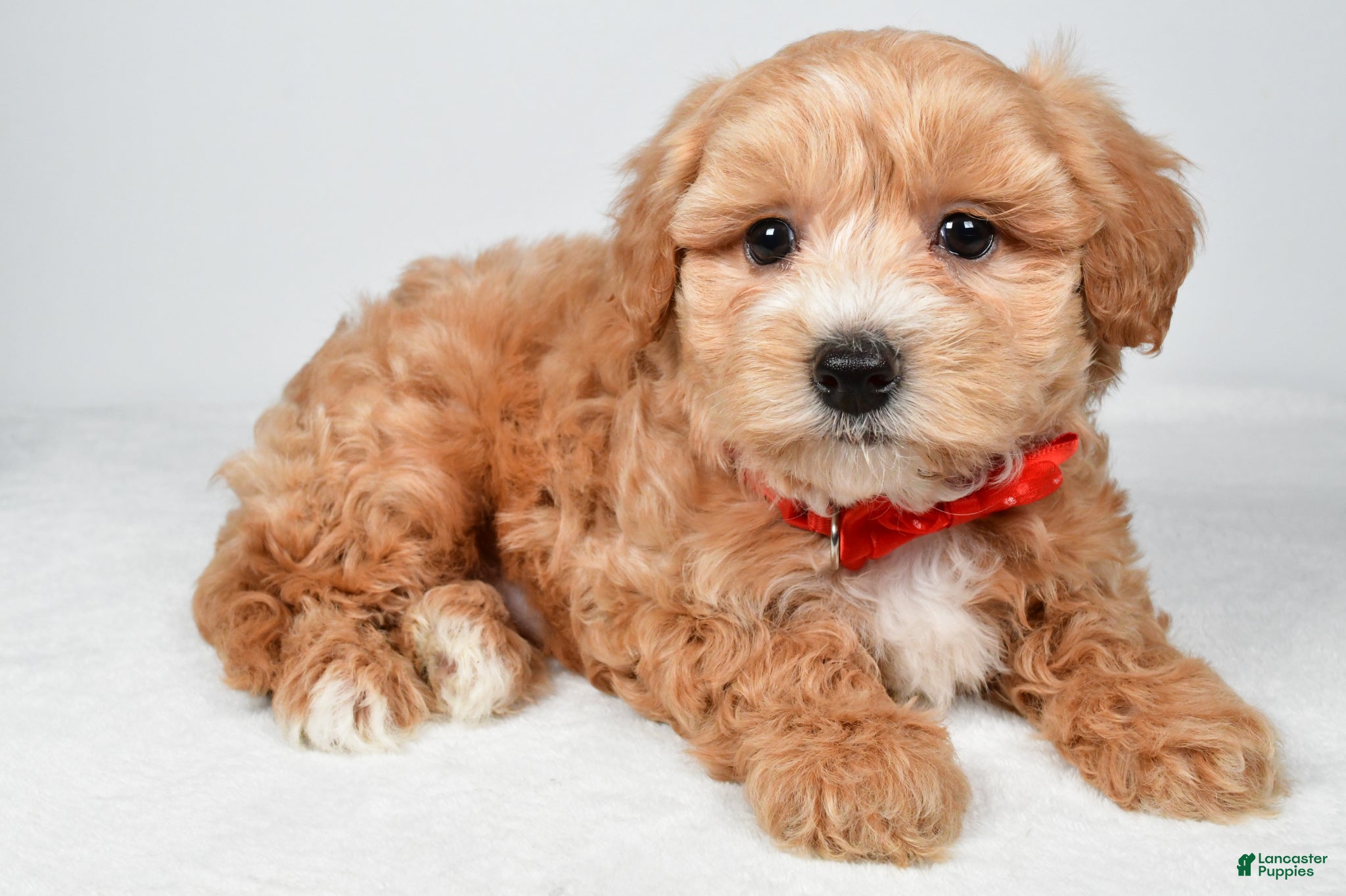Maltipoo dogs Will - Ad 1