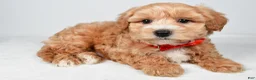 Maltipoo dogs for sale: Will - Ad 1