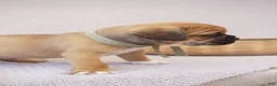 Puggle dogs for sale: Aker - Ad 3