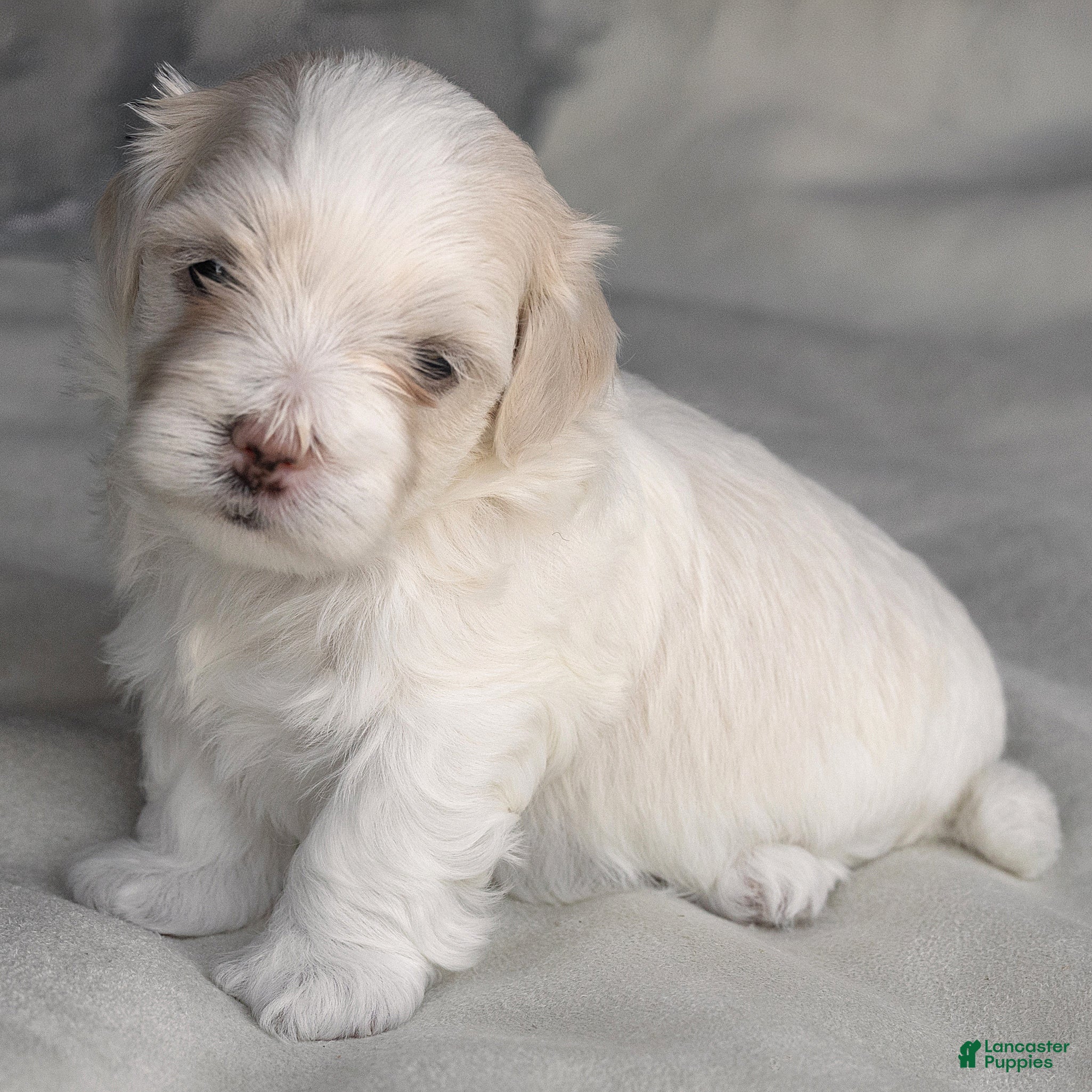 Maltese dogs Puck Maltese  - Ad 1