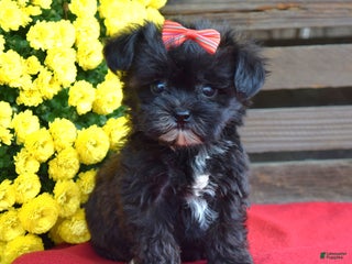 Shihpoo dogs - Ad 36