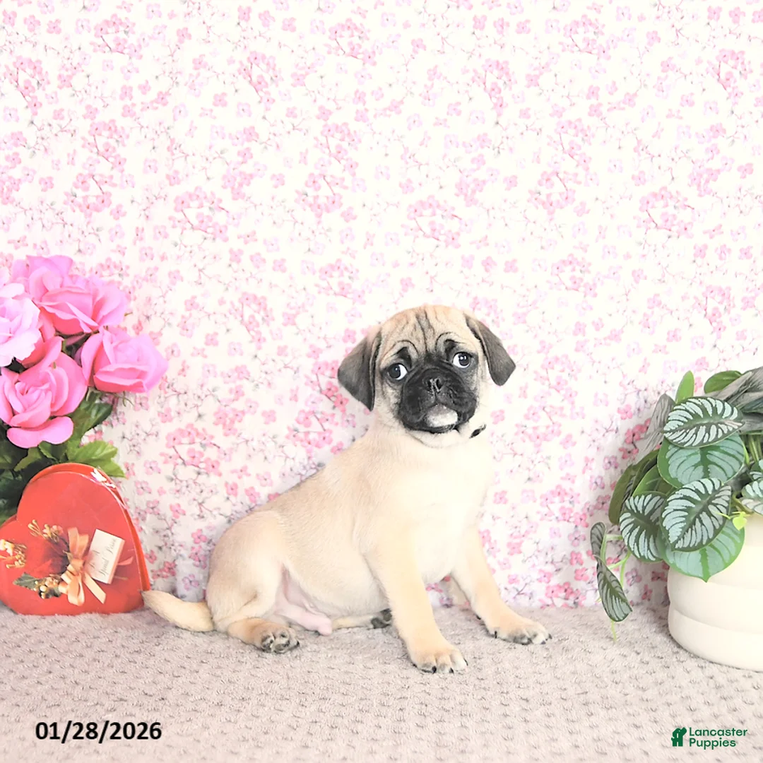 Pug dogs for sale: Lafredo - Ad 5