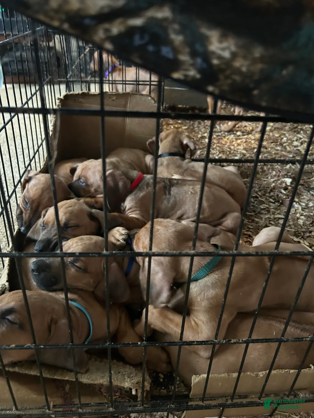 Rhodesian Ridgeback dogs for sale: Rhodesian Ridgeback Puppy 1 sky blue collar - Ad 35