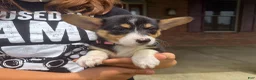 Welsh Corgi Pembroke dogs for sale: Daisy - Ad 3