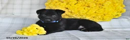 German Shepherd dogs for sale: Oscar - Ad 2