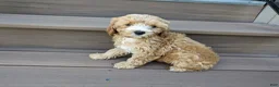 Cavapoo dogs for sale: Darcy - Ad 3