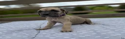 Great Dane dogs for sale: Ditalini (Purple) - Ad 2
