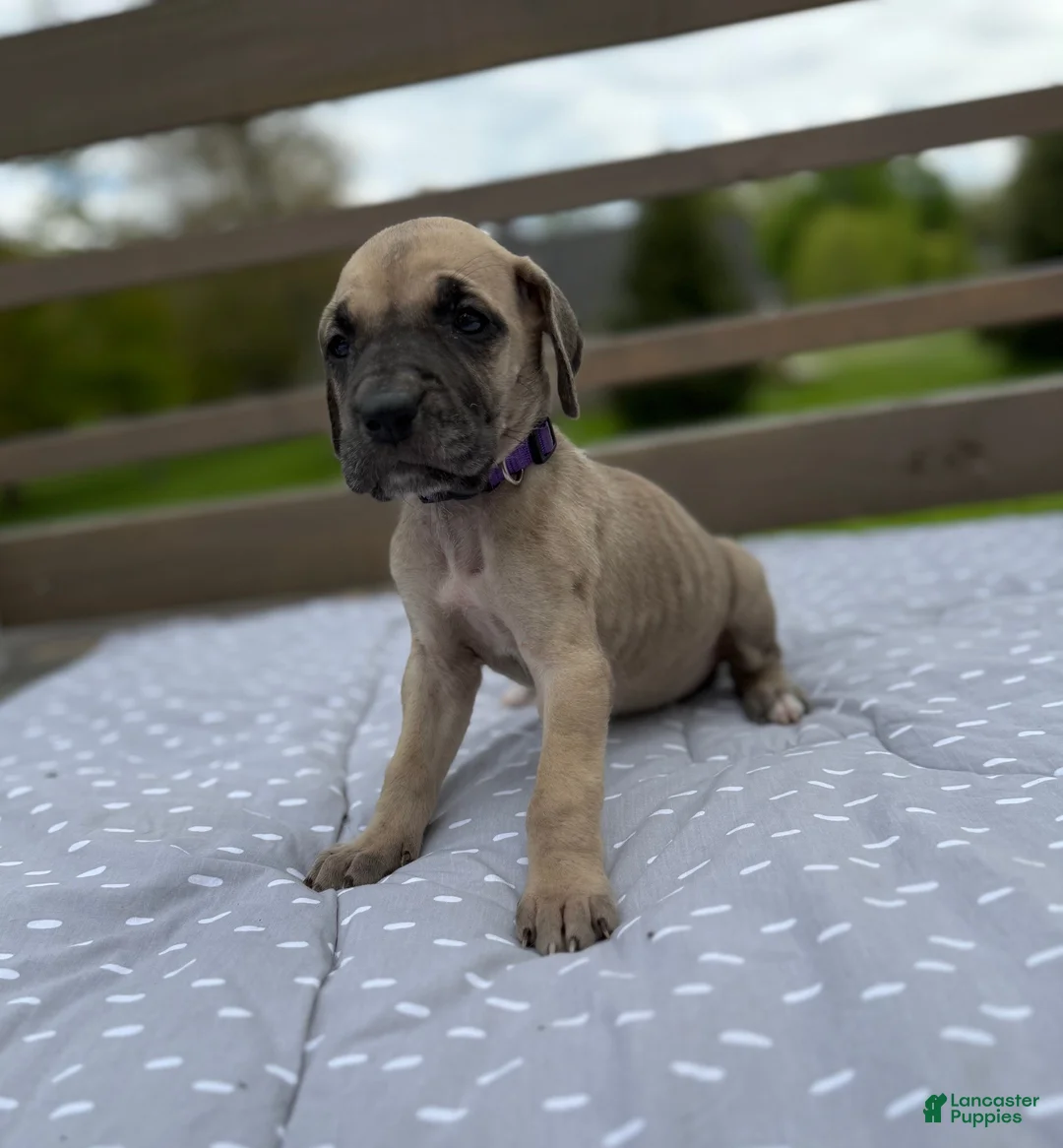Great Dane dogs for sale: Ditalini (Purple) - Ad 2