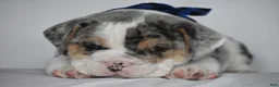Beabull dogs for sale: Champ - Ad 9