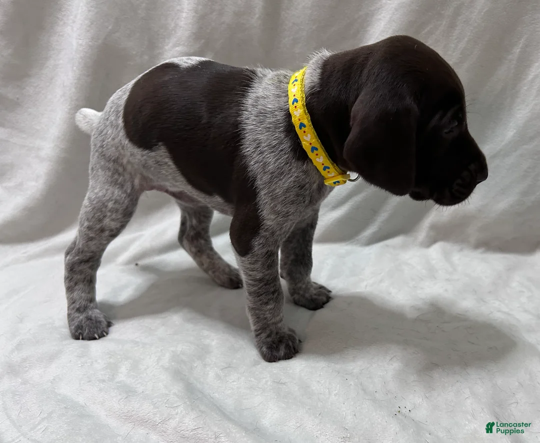 German Shorthaired Pointer dogs for sale: Angel - Ad 2