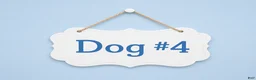 Sheepadoodle dogs for sale: Sheepadoodle 9 - Ad 5