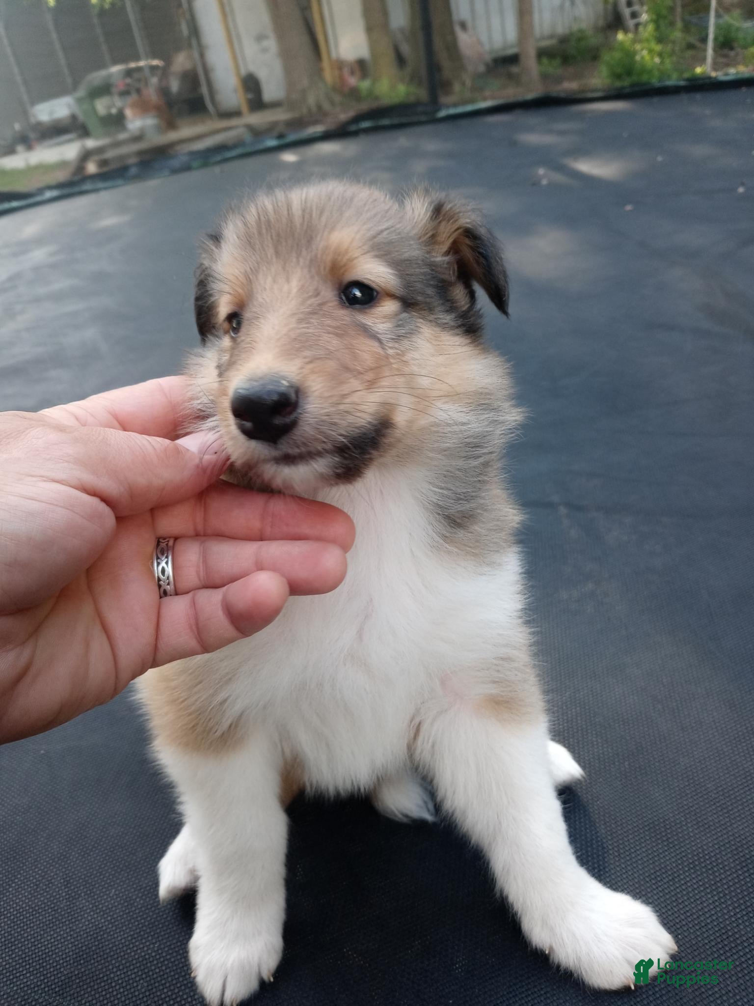 Collie dogs Alexa - Ad 2