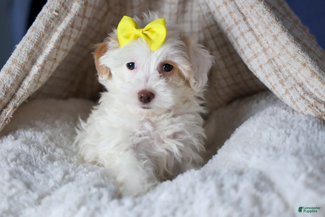 Havapoo dogs for sale: FRANNY - Ad 1