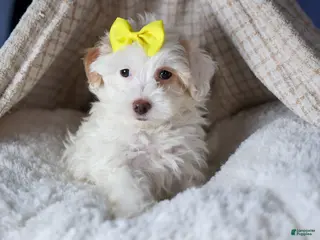 Havapoo dogs FRANNY - Ad 36