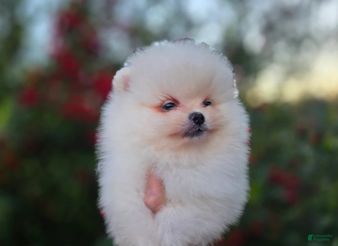 Pomeranian dogs for sale: Gabriel  - Ad 7