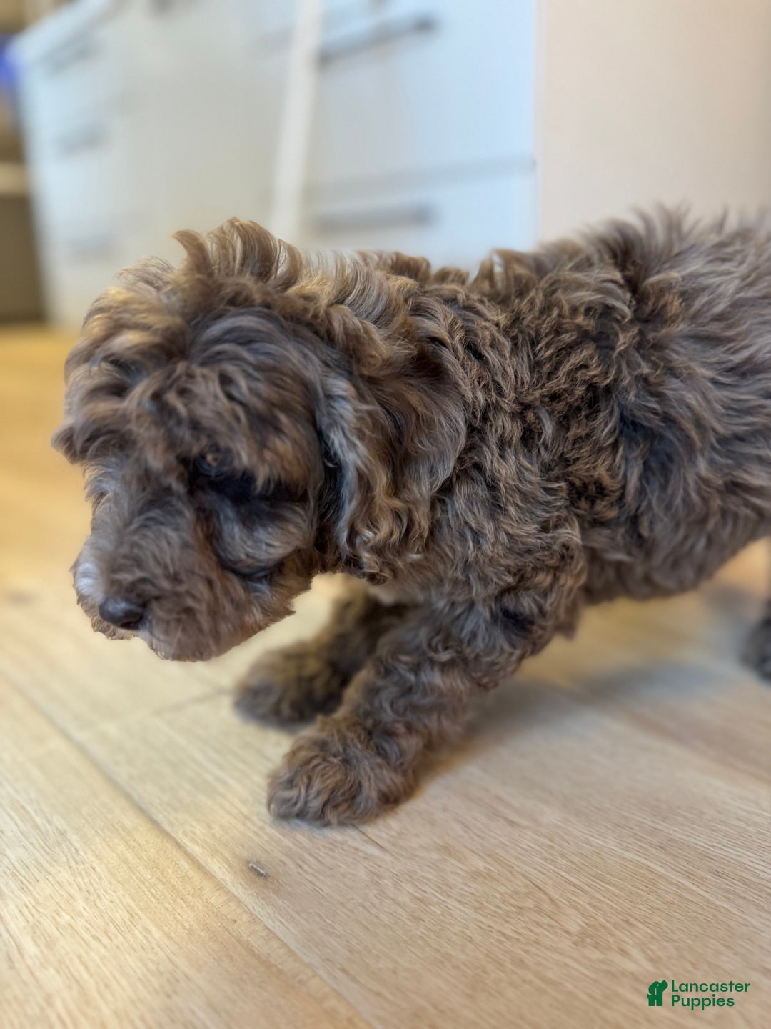 Mini Goldendoodle dogs for sale: Milo - Ad 8