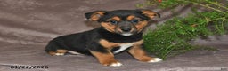 Mixed Breed dogs for sale: Shelly - Ad 1