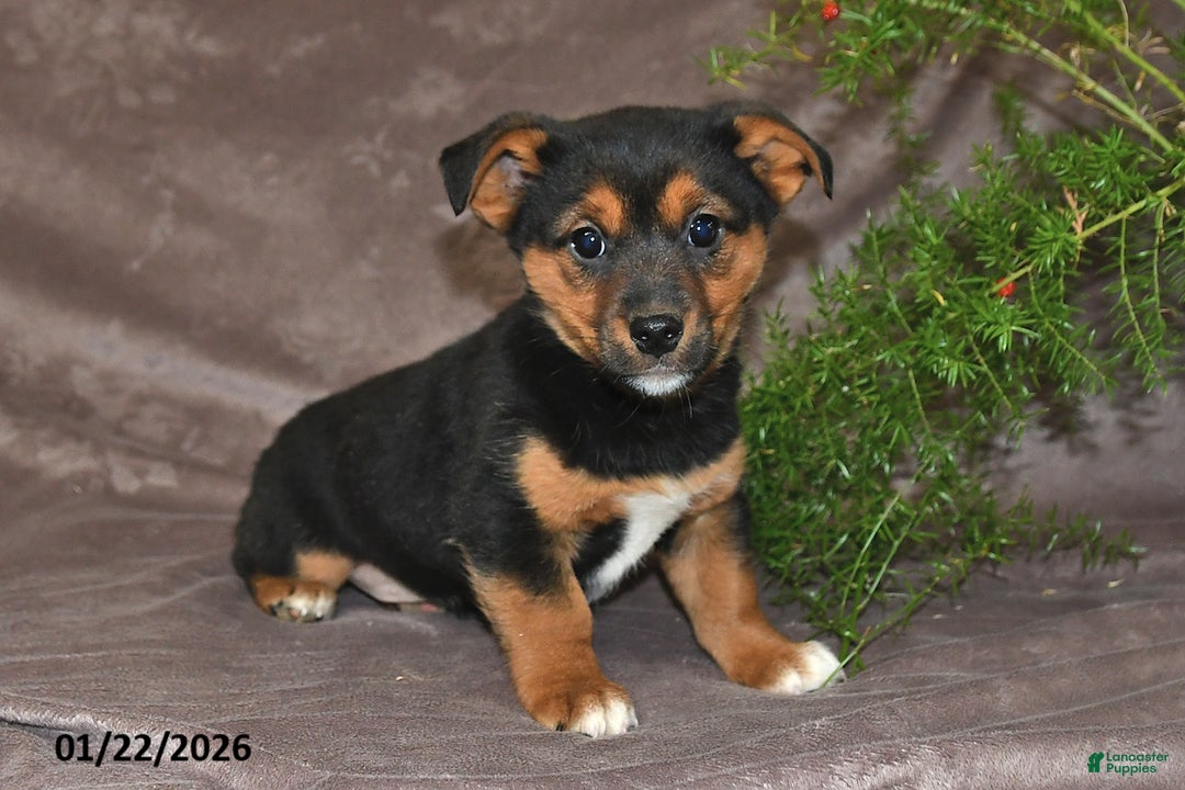 Mixed Breed dogs for sale: Shelly - Ad 1