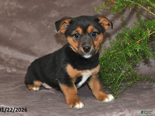 Mixed Breed dogs Shelly - Ad 22