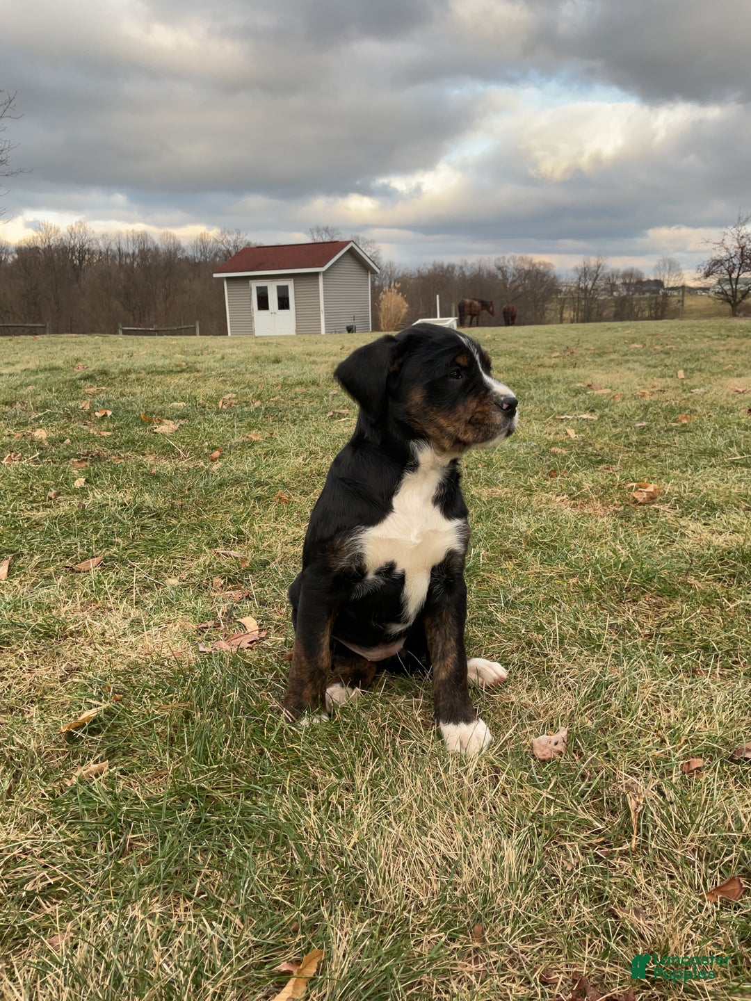 Mixed Breed dogs for sale: Kia - Ad 4