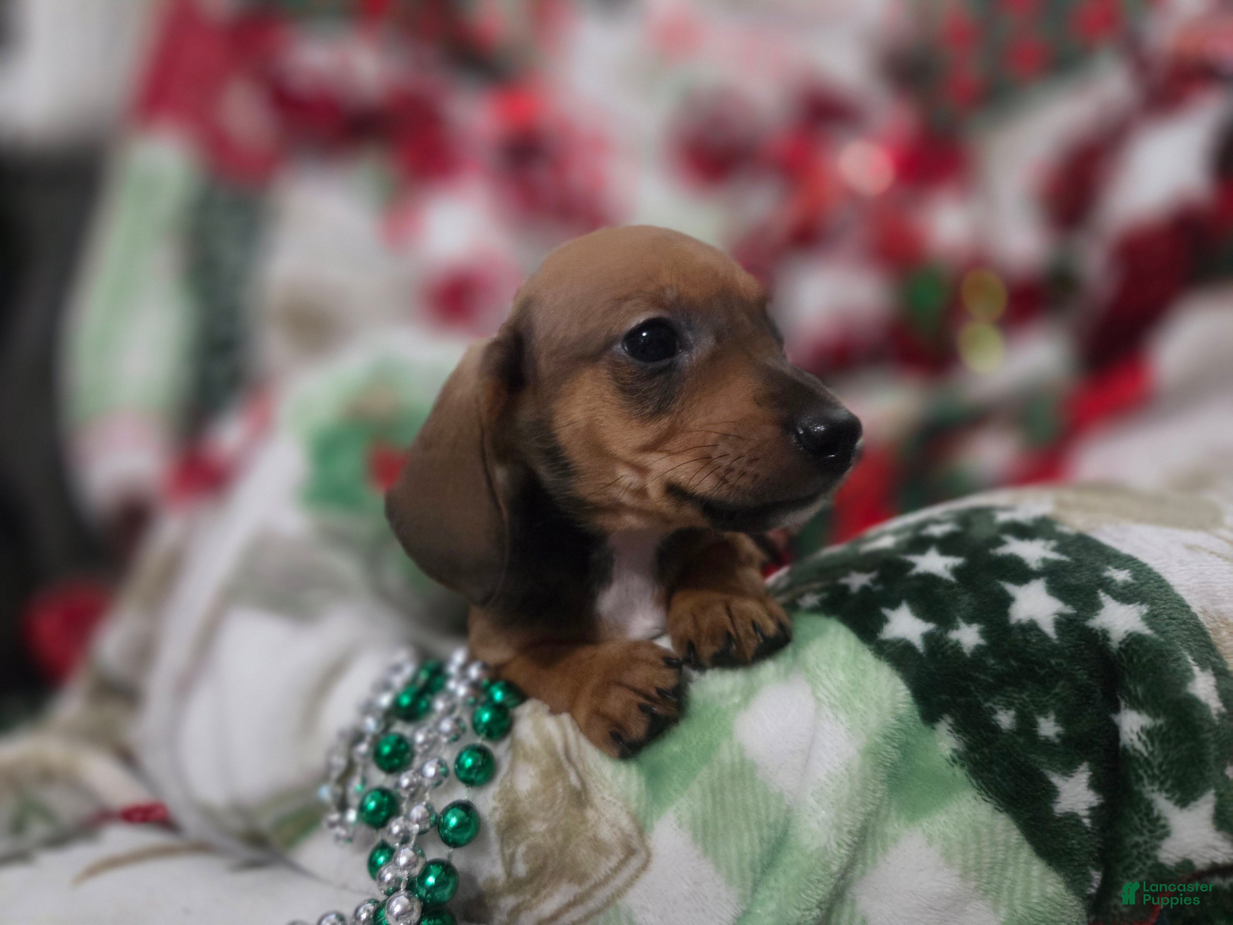 Miniature Dachshund dogs for sale: Miniature Dachshund 6 - Ad 1