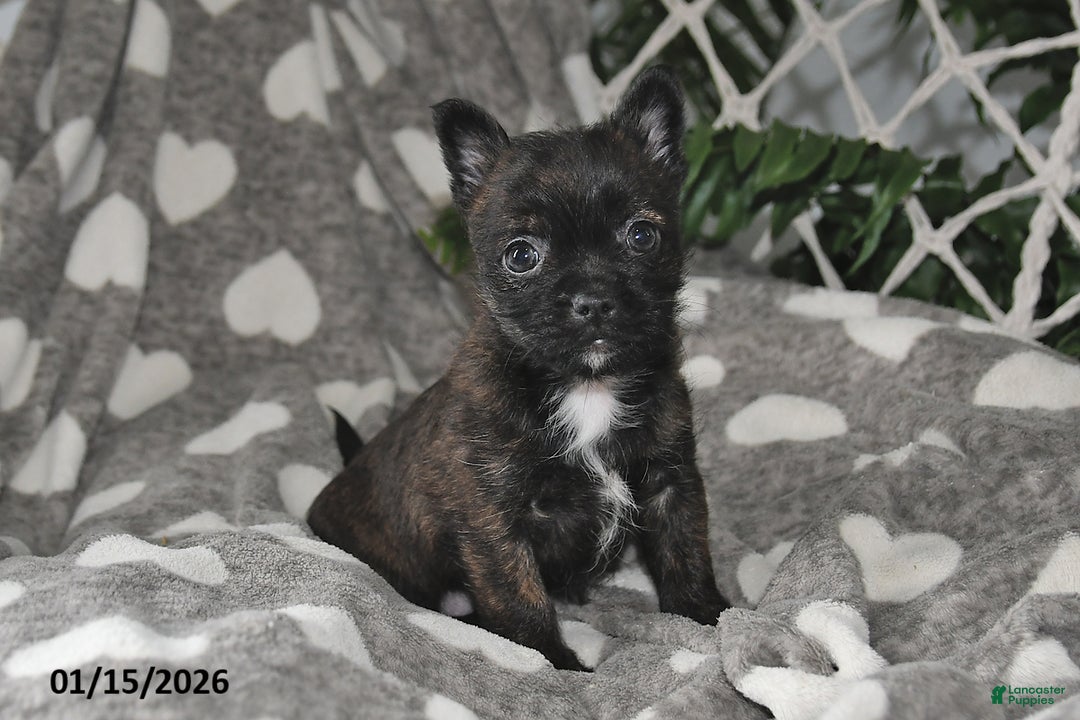 Mixed Breed dogs for sale: Noelle - Ad 3