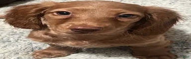 🍮 Caramel 