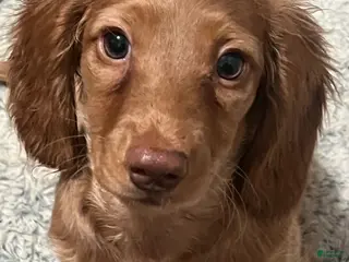 Miniature Dachshund dogs for sale: 🍮 Caramel - Ad 1