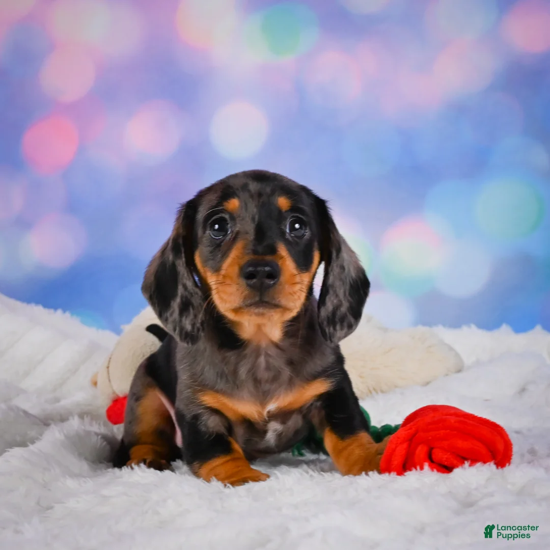 Miniature Dachshund dogs for sale: Rolex - Ad 1