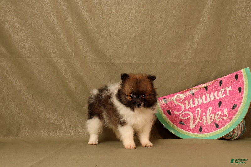 Pomeranian dogs Abdul - Ad 2
