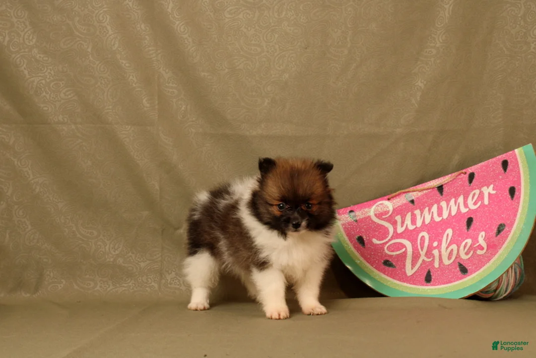 Pomeranian dogs for sale: Abdul - Ad 2