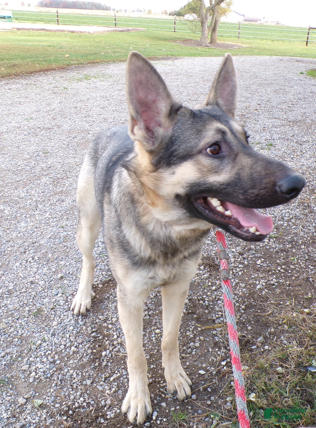 German Shepherd dogs for sale: German Shepherd Puppy 1 Smoke - Ad 2