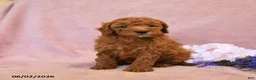 Cavapoo dogs for sale: Flossie - Ad 3