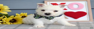 Baxter