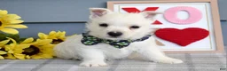 West Highland Terrier dogs for sale: Baxter - Ad 1