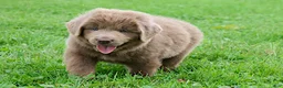 Newfoundland dogs for sale: Bianca - Ad 6