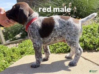 German Shorthaired Pointer dogs Red Male - Ad 1