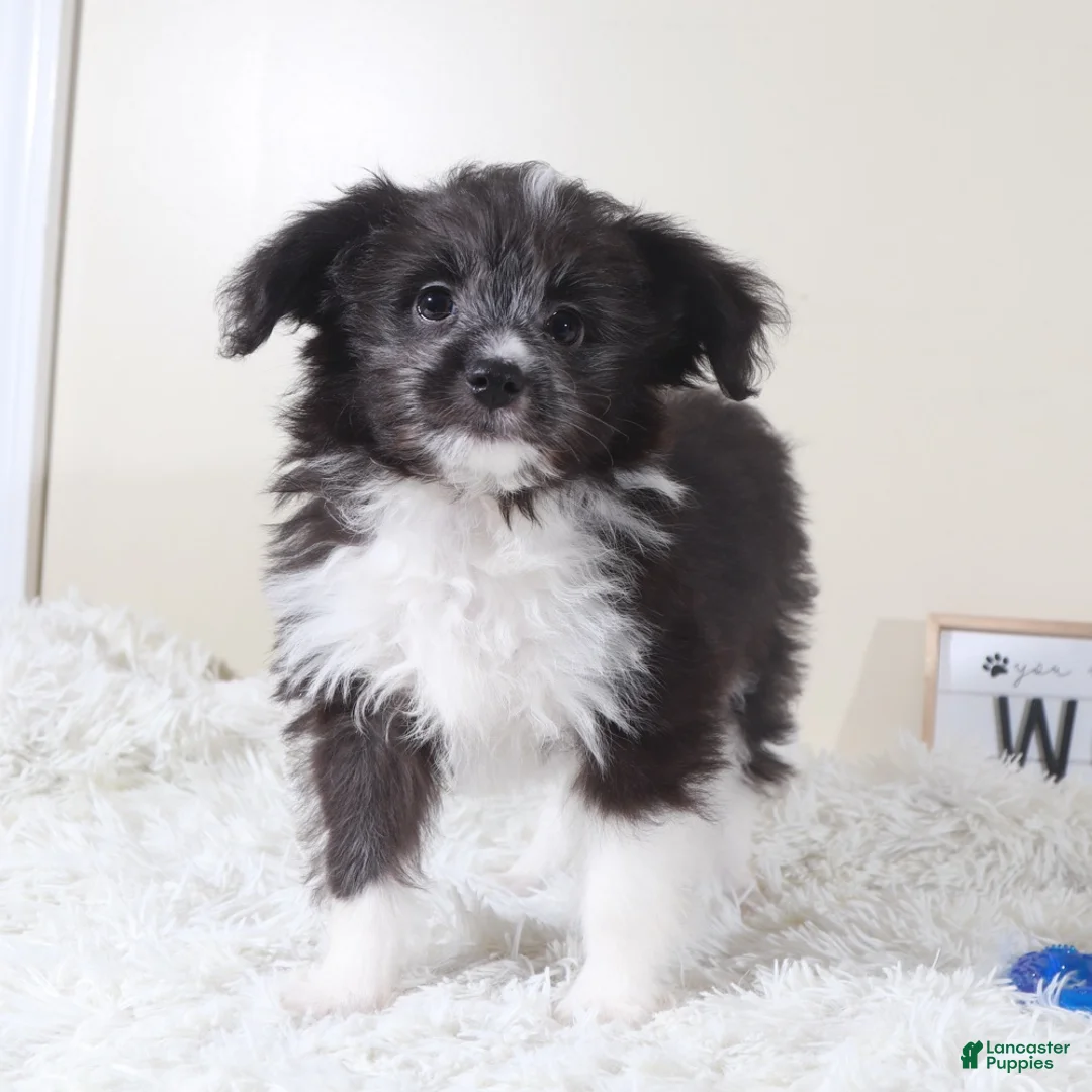 Mini Aussiedoodle dogs for sale: Mini Aussiedoodle Puppy Buzz - Ad 1