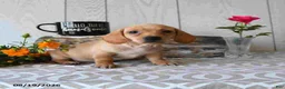 Miniature Dachshund dogs for sale: Titus - Ad 14