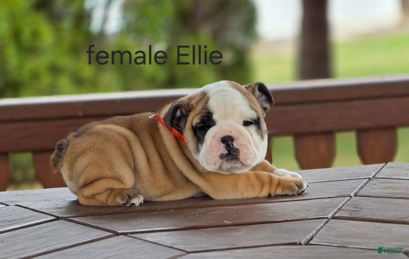 English Bulldog dogs English Bulldog Puppy 5 - Ad 1