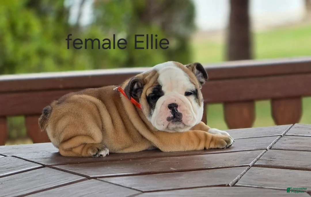English Bulldog dogs for sale: English Bulldog Puppy 5 - Ad 1