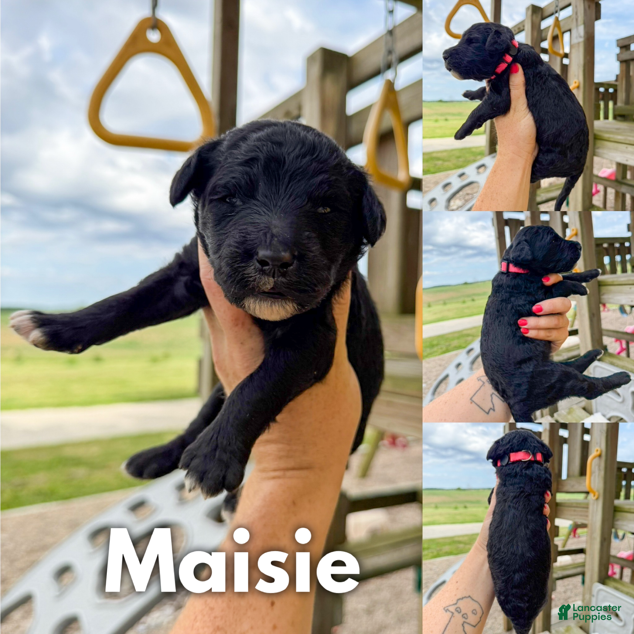 Goldendoodle dogs Maisie - F1b - Ad 1